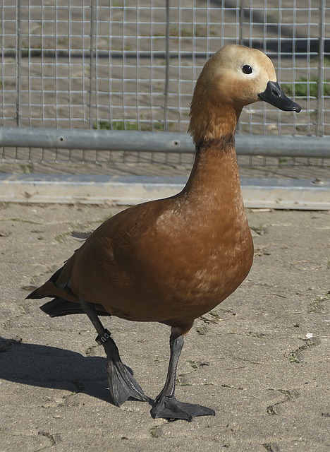 首轮比赛中